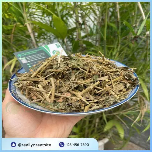 Trà túi lọc cà gai leo tiện lợi từ THAPHACO