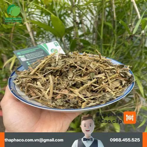 Dược Liệu Sỉ THAPHACO - đối tác cung cấp dược liệu uy tín