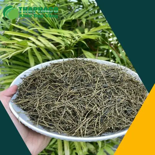 Bảo quản Giảo Cổ Lam khô ở nơi khô ráo, thoáng mát tại THAPHACO