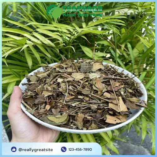 Công dụng đa dạng của chè vằng
