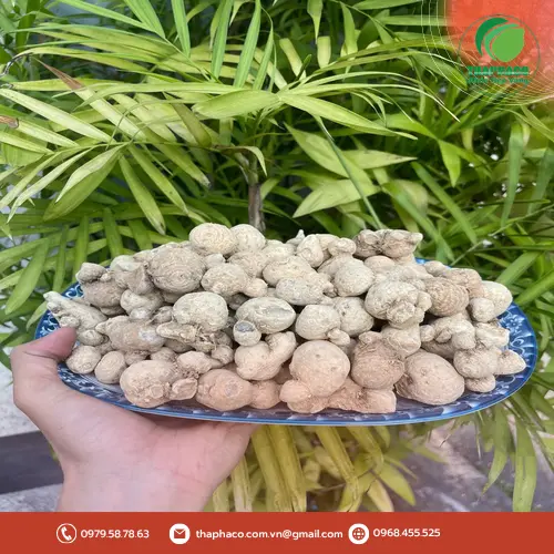 Mẫu củ tam thất nam chất lượng cao của Dược Liệu Sỉ THAPHACO tại TP.HCM