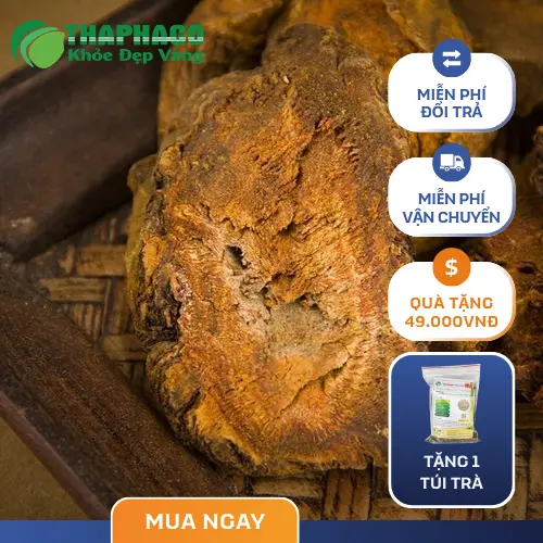 Hình ảnh cây Đại Hoàng tươi, rễ to, màu sắc đặc trưng