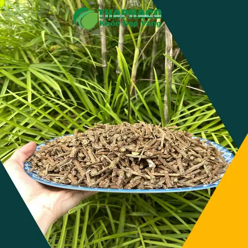 Dây thần thông tươi và khô THAPHACO