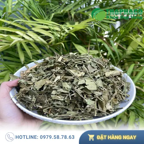 Lá dây thìa canh tươi xanh, biểu tượng cho dược liệu quý giá