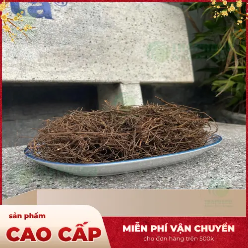 Dây tơ hồng mọc hoang dại trên cây chủ
