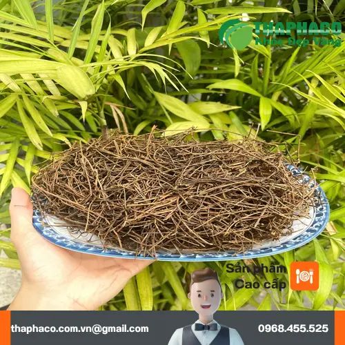 Dây tơ hồng khô đã sơ chế và đóng gói