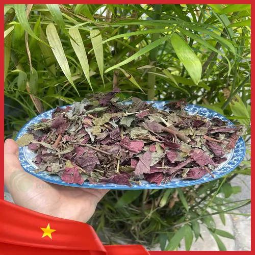 Công dụng của Lá Đơn Đỏ sấy khô