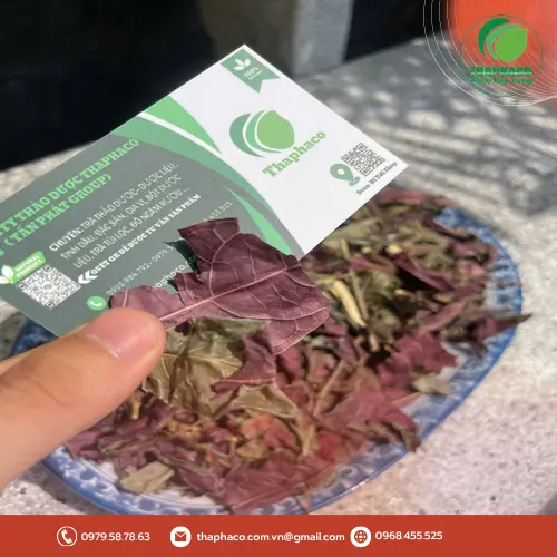 Dược liệu lá đơn đỏ sấy khô của THAPHACO