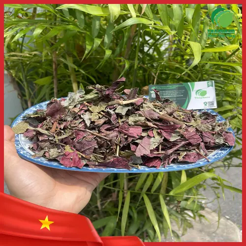 Địa chỉ mua lá đơn đỏ sấy khô chất lượng tại TP.HCM