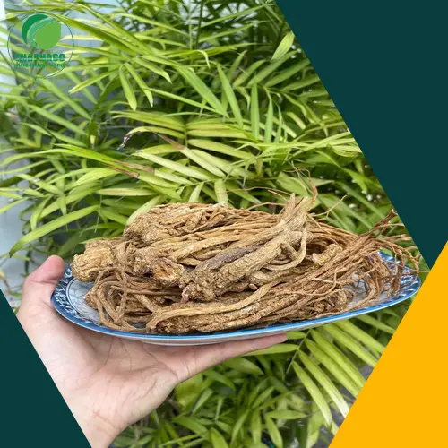 Hình ảnh rễ Đương quy tươi và khô, minh họa dược liệu quý