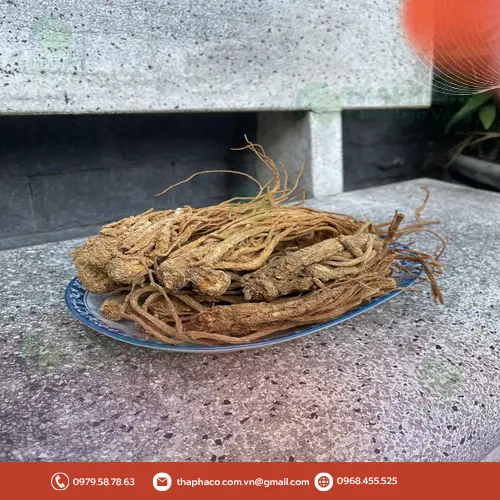 Hình ảnh rễ đương quy khô chất lượng cao