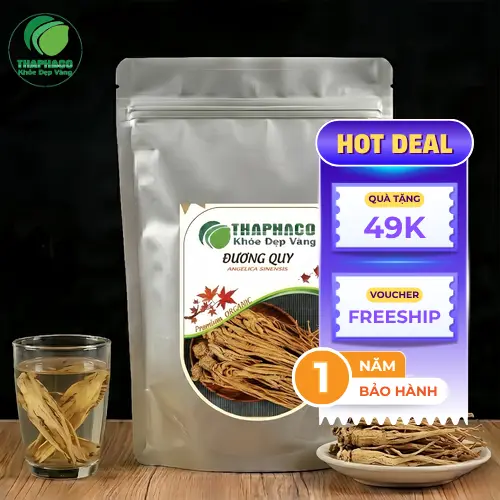 Củ đương quy tươi và khô