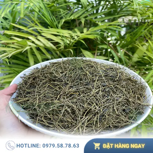 Giảo cổ lam khô tại THAPHACO