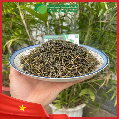 Kho giảo cổ lam số lượng lớn của THAPHACO