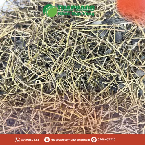 Giảo cổ lam đóng gói cẩn thận tại Dược Liệu Sỉ THAPHACO