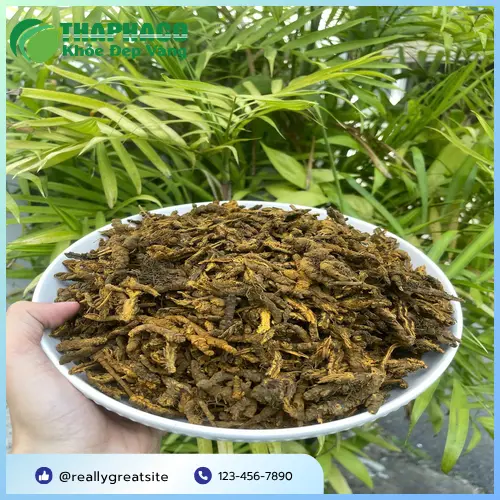 Hoàng liên sấy khô thành phẩm chất lượng cao của THAPHACO