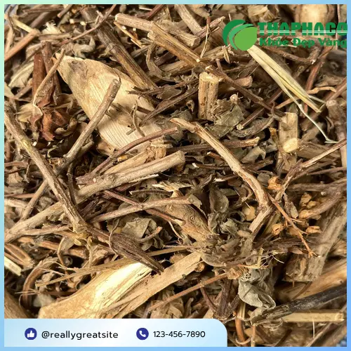 Hình ảnh hương nhu sấy khô chất lượng cao, màu sắc tự nhiên, được đóng gói cẩn thận tại Dược Liệu Sỉ THAPHACO.
