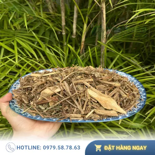 Quy trình chế biến hương nhu khô đạt chuẩn tại THAPHACO