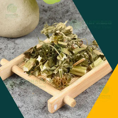 Cây ích mẫu tươi trước khi sấy khô