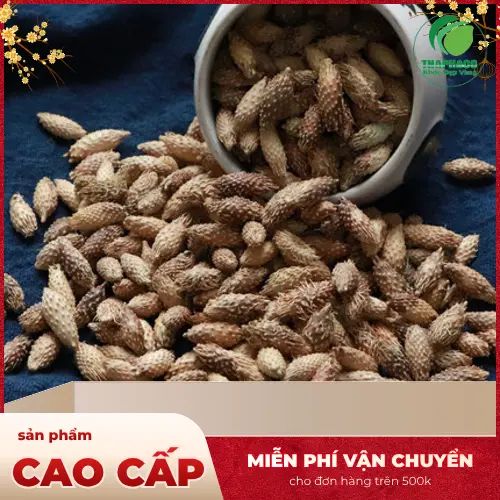 Ké đầu ngựa chất lượng cao từ Dược Liệu Sỉ THAPHACO