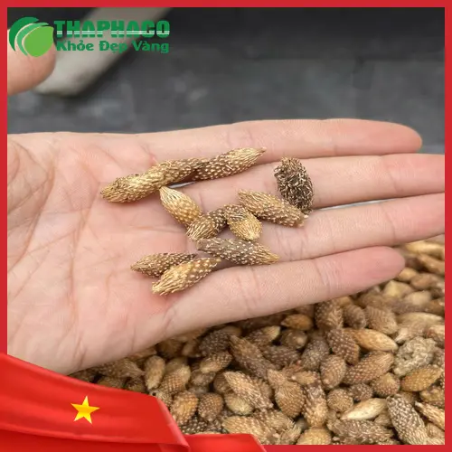 Ké đầu ngựa sấy khô - sản phẩm chất lượng từ THAPHACO