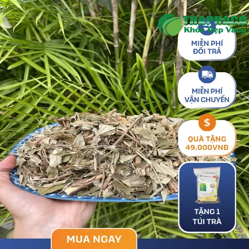 Hình ảnh minh họa cây Khổ Sâm và phần rễ dược liệu được thu hoạch