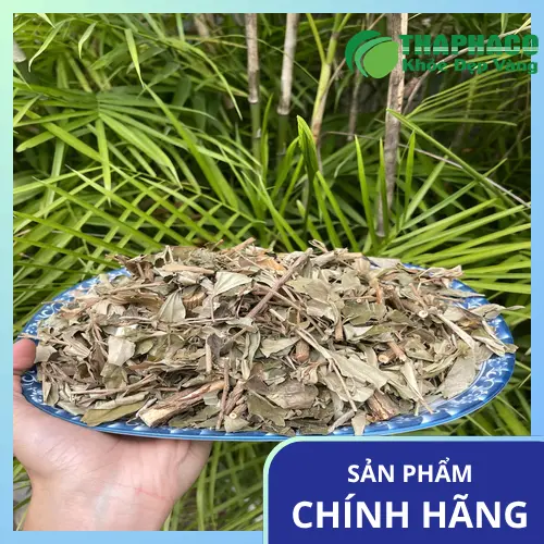 Khổ sâm và các thảo dược khác dùng trong y học cổ truyền