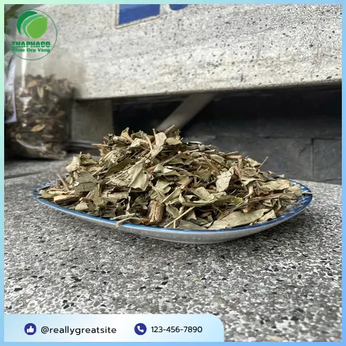 Kho dược liệu Khổ Sâm được bảo quản cẩn thận tại THAPHACO