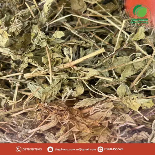 Quy trình đóng gói lá bạc hà sấy khô tại Dược Liệu Sỉ THAPHACO, đảm bảo vệ sinh và giữ nguyên chất lượng sản phẩm.
