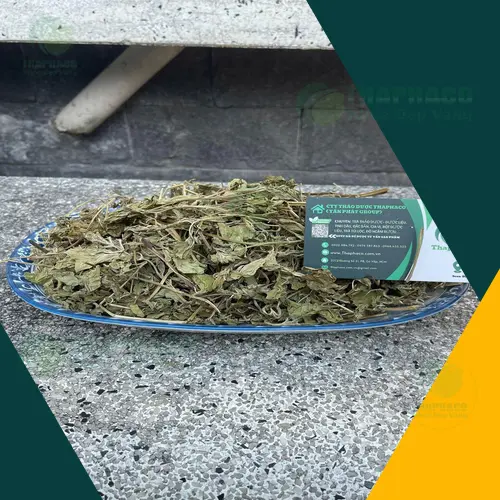 Kiểm tra chất lượng lá bạc hà khô