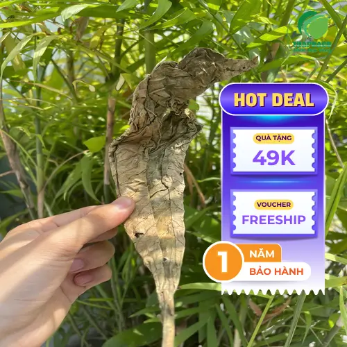 Lá khôi tía khô nguyên chất, được chọn lọc kỹ lưỡng tại THAPHACO