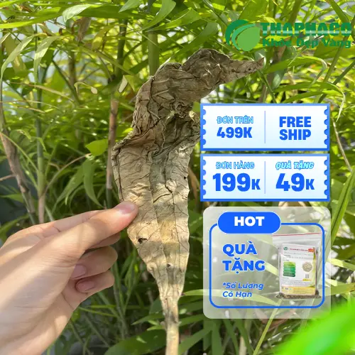Lá khôi tía nguyên liệu khô dùng để sắc thuốc chữa đau dạ dày