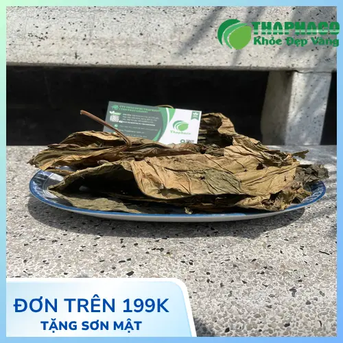 Lá khôi tía tươi được thu hoạch và kiểm tra chất lượng ban đầu