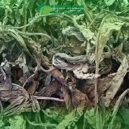 Dược sĩ THAPHACO kiểm tra lá khôi tía trước khi sấy