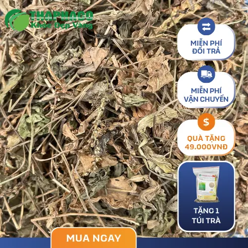 Giá sỉ cây mã đề khô tốt nhất tại THAPHACO