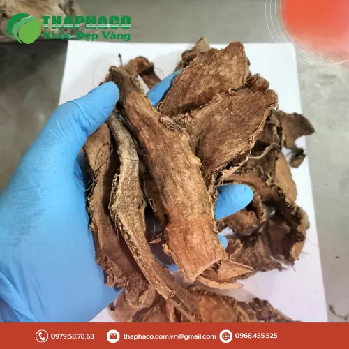 Móp gai khô chất lượng cao từ THAPHACO