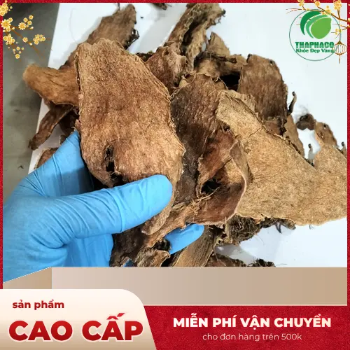 Hình ảnh cây móp gai với những chiếc lá xanh tươi và thân có gai, minh họa đặc điểm nhận dạng của cây dược liệu này.