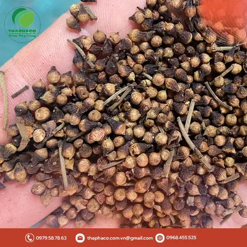 Giá sỉ nụ vối sấy khô 200.000 VNĐ tại Dược Liệu Sỉ THAPHACO