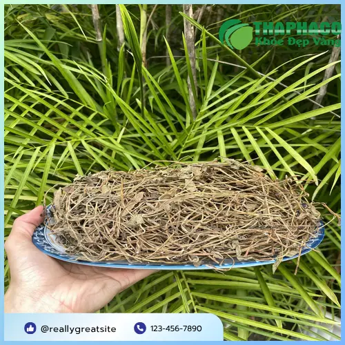 Sài đất khô chất lượng cao từ THAPHACO