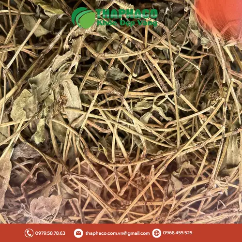 Pha trà sài đất sấy khô
