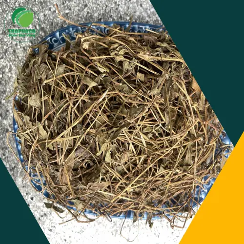 Kiểm tra chất lượng sài đất khô tại THAPHACO