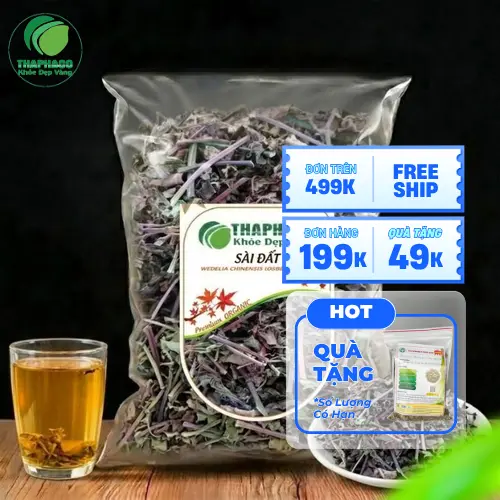 Kho dược liệu sài đất sấy khô số lượng lớn của THAPHACO