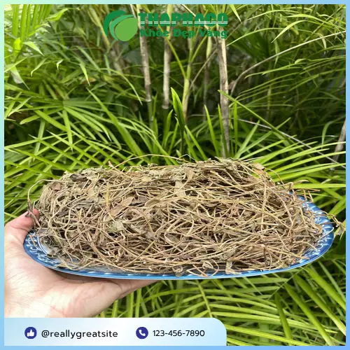 Sài đất tươi được thu hoạch