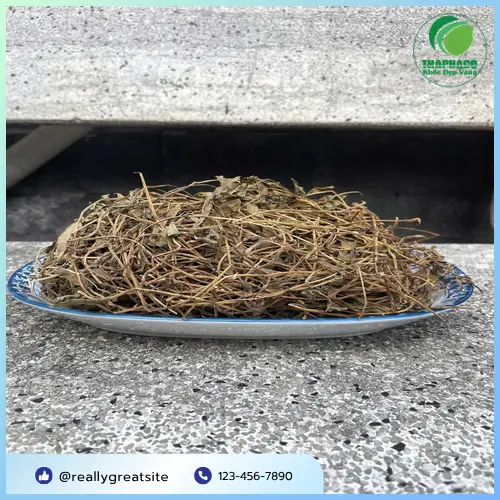 Hướng dẫn bảo quản sài đất khô đúng cách
