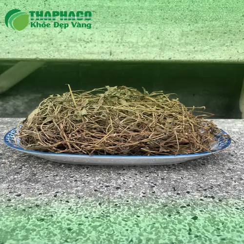 Hướng dẫn sử dụng sài đất khô đúng cách