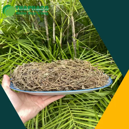 Sài đất sấy khô đóng gói tại THAPHACO