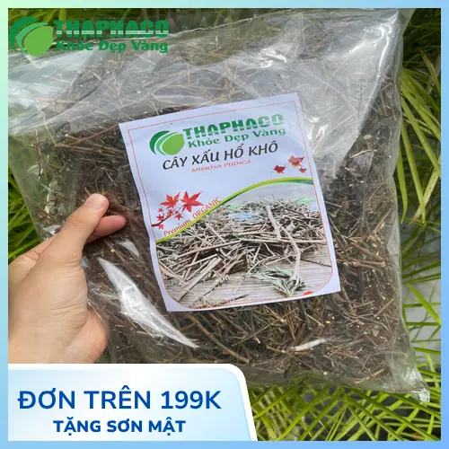 Cây xấu hổ tươi tại Dược Liệu Sỉ THAPHACO