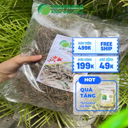 Cây xấu hổ sấy khô chất lượng cao từ THAPHACO