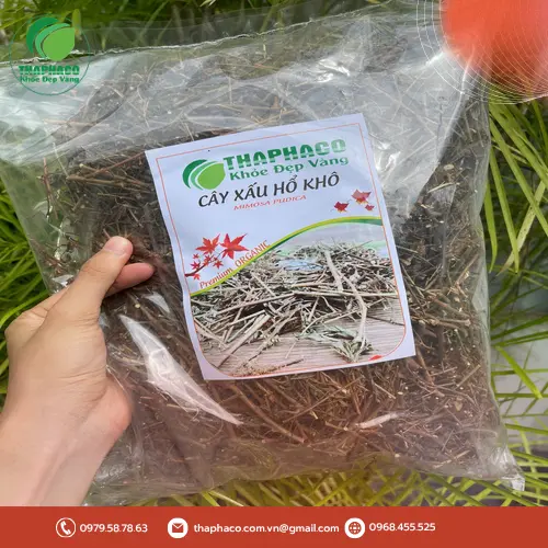 Cây xấu hổ - Vị thuốc quý cho giấc ngủ
