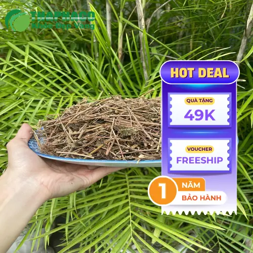Dược liệu xấu hổ khô chất lượng cao từ THAPHACO